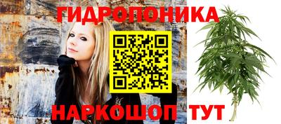 шишки Краснознаменск